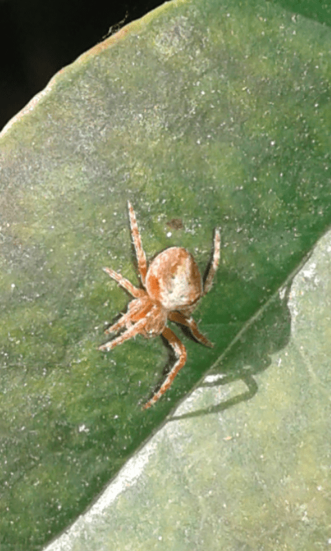 Araneus sturmi/triguttatus, giovane (cfr.)